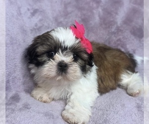 Shih Tzu Puppy for sale in MYRTLE BEACH, SC, USA