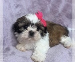 Image preview for Ad Listing. Nickname: Molly