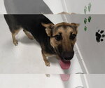 Small #1 Mutt