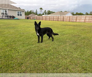 Axle - Adoption Pending - Male German Shepherd Dog Dog for Adoption - Photo #2