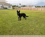 Small #1 German Shepherd Dog