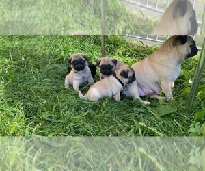 Pug Puppy for sale in NEWTON, MA, USA
