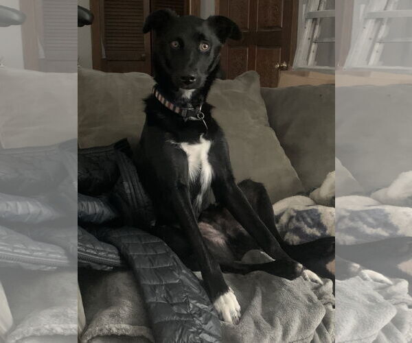 Medium Photo #3 Australian Shepherd-Unknown Mix Puppy For Sale in Minneapolis, MN, USA