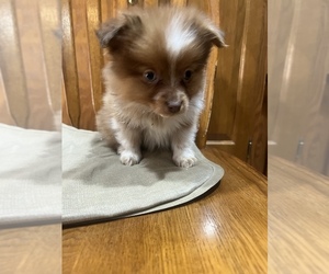 Australian Shepherd-Pomeranian Mix Puppy for sale in BREMEN, MN, USA