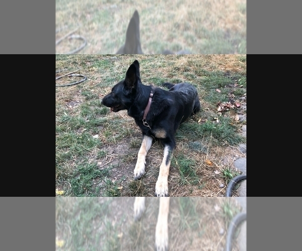 Medium Photo #2 German Shepherd Dog Puppy For Sale in GASTON, OR, USA