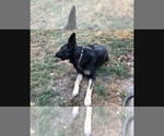 Small Photo #2 German Shepherd Dog Puppy For Sale in GASTON, OR, USA