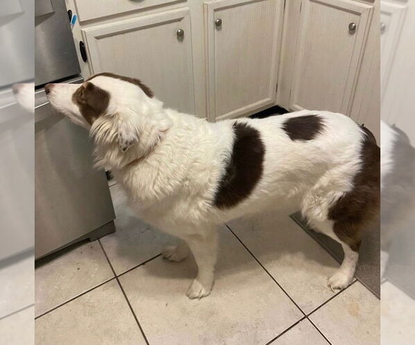 Medium Photo #2 Australian Shepherd Puppy For Sale in Canton, CT, USA