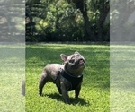 Small Photo #36 French Bulldog Puppy For Sale in WHITTIER, CA, USA