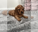 Small Photo #15 Dachshund Puppy For Sale in BROWNSBURG, IN, USA
