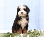 Small #2 Bernedoodle (Miniature)