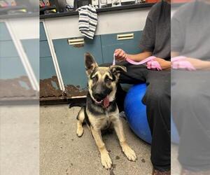 German Shepherd Dog Dogs for adoption in Woodland, CA, USA