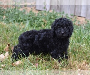 Poodle (Standard) Puppy for sale in NEW MARKET, TN, USA