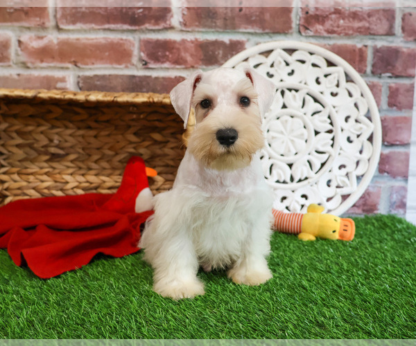 Medium Photo #12 Schnauzer (Miniature) Puppy For Sale in SYRACUSE, IN, USA