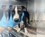 Small #1 Mutt