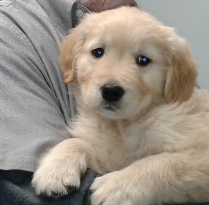 Medium Photo #5 Golden Retriever Puppy For Sale in LIVONIA, MI, USA
