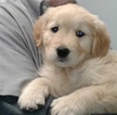 Small Photo #5 Golden Retriever Puppy For Sale in LIVONIA, MI, USA