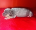 Puppy 8 American Bully