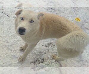 Siberian Husky Puppy for sale in OWENSBORO, KY, USA