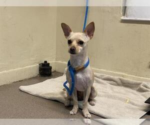Chihuahua Dogs for adoption in Pasadena, CA, USA