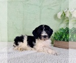 Small #1 Bernedoodle (Miniature)