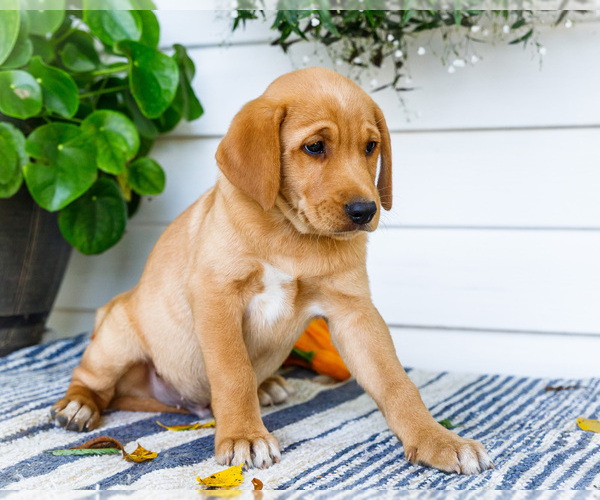 Medium Photo #5 Golden Retriever-Jack Russell Terrier Mix Puppy For Sale in WAKARUSA, IN, USA