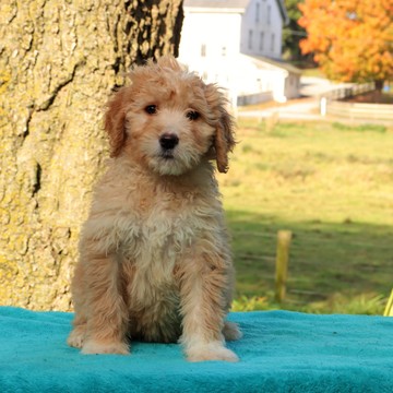 Medium Photo #6 Goldendoodle Puppy For Sale in GAP, PA, USA
