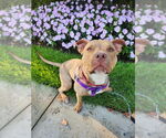 Small #15 American Staffordshire Terrier
