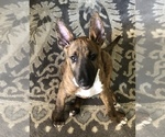 Small Photo #2 Miniature Bull Terrier Puppy For Sale in AUSTIN, TX, USA