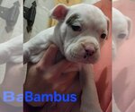 Small Photo #3 French Bulloxer Puppy For Sale in Willcox, AZ, USA