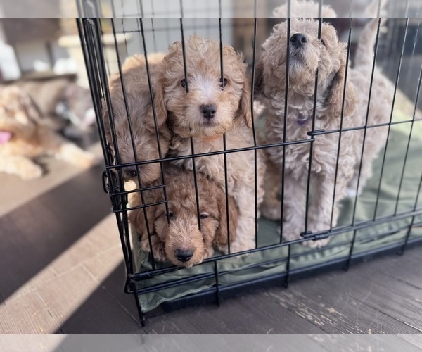 Medium Photo #32 Goldendoodle Puppy For Sale in HARTFORD, CT, USA