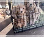 Small #31 Goldendoodle
