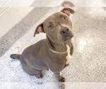 Small #2 American Pit Bull Terrier