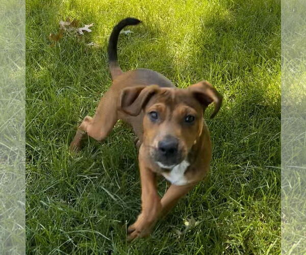 Medium Photo #2 Dachshund-Unknown Mix Puppy For Sale in Brooklyn Center, MN, USA