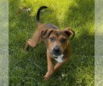 Small #1 Dachshund Mix
