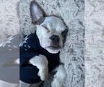Small #3 Bulldog Mix