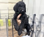 Small Photo #2 Poodle (Standard) Puppy For Sale in PICO RIVERA, CA, USA
