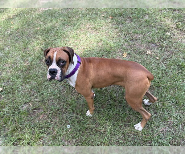 Medium Photo #6 Boxer Puppy For Sale in  Katy, TX, USA