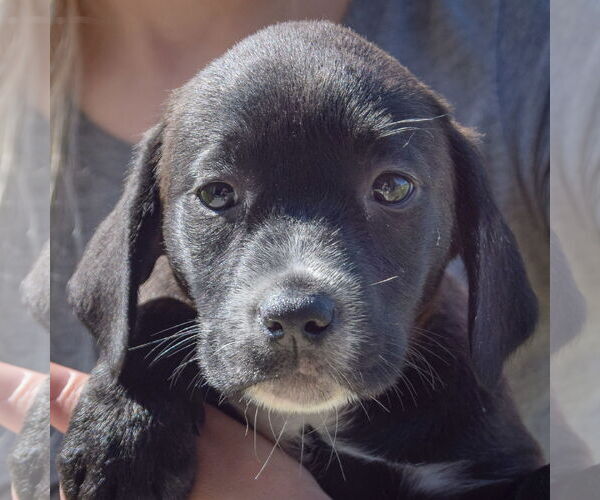 Medium Photo #7 Sheprador Puppy For Sale in Huntley, IL, USA