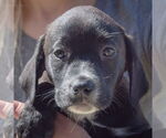 Small #6 Sheprador