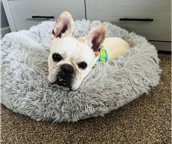 Medium Photo #3 French Bulldog Puppy For Sale in St. Louis Park, MN, USA