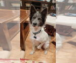 Small #2 Border Collie Mix