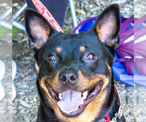 Medium Photo #13 Mutt Puppy For Sale in Canton, CT, USA