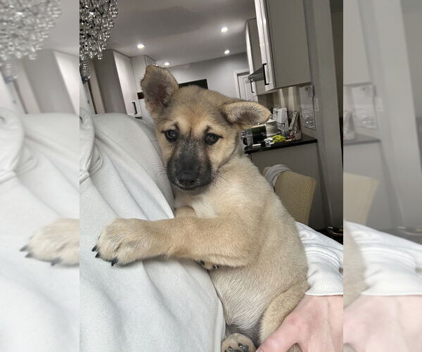 Medium Photo #5 Mutt Puppy For Sale in Brewster, NY, USA