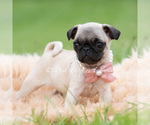 Small #3 Pug