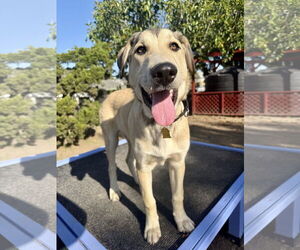 Siberian Husky-Unknown Mix Dogs for adoption in Seal Beach, CA, USA