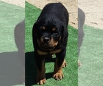 Small #6 Rottweiler