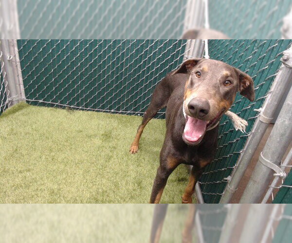 Medium Photo #1 Doberman Pinscher Puppy For Sale in Downey, CA, USA