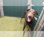 SILVER - Male Doberman Pinscher Dog for Adoption - Small photo