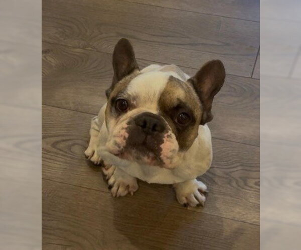 Medium Photo #2 French Bulldog Puppy For Sale in San Diego, CA, USA