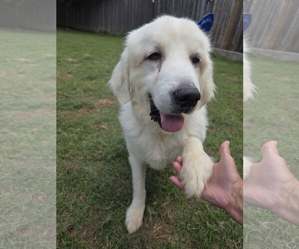 Medium Photo #13 Great Pyrenees-Unknown Mix Puppy For Sale in Houston, TX, USA